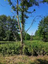 POI Moult-Chicheboville - 1#3 - Entre Plaine et Marais à Chicheboville - Photo 1