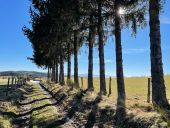 Punto di interesse Cherier - Chemin bordé d'arbres - Photo 1