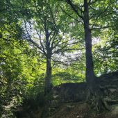 Point d'intérêt Saint-Hubert - Hêtre du Canyon - Photo 1