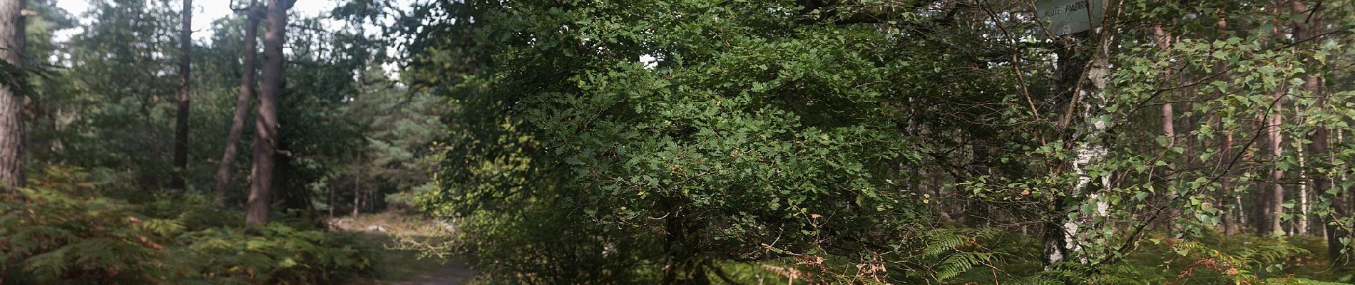 Trail On foot Fontainebleau - Sentier des Carriers - Photo