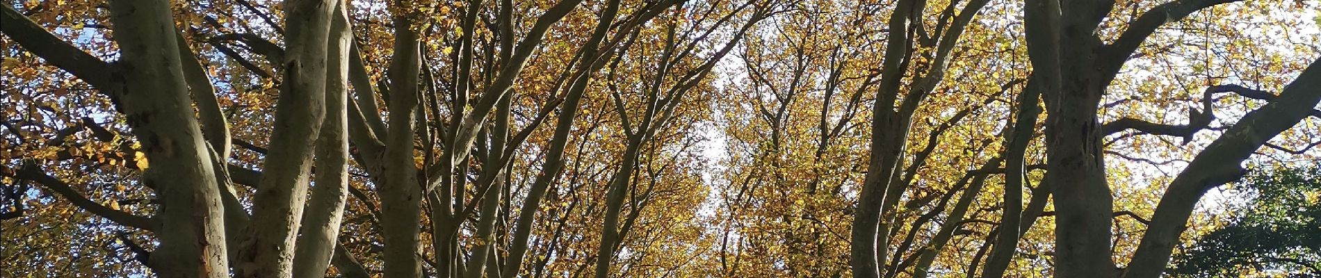 Excursión Senderismo Yvoir - GODINNE ... balade des feuilles mortes. - Photo