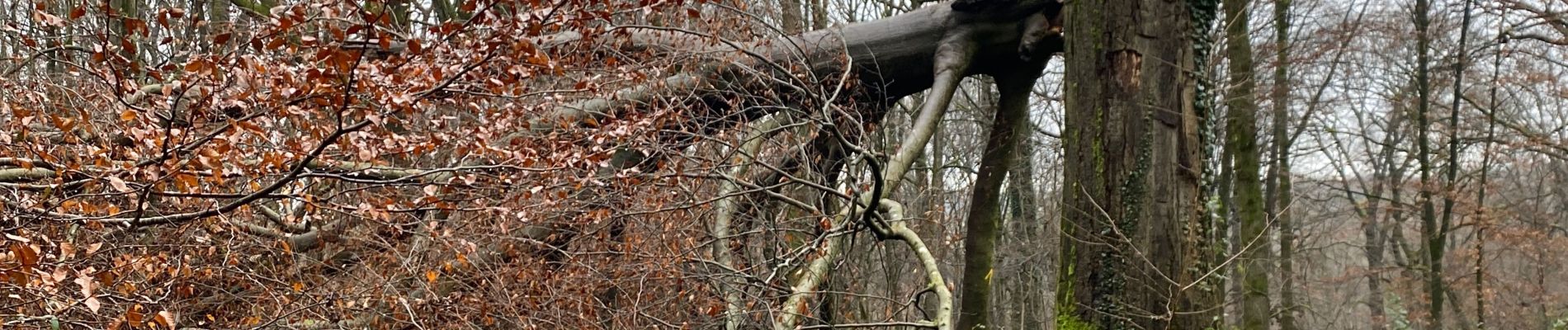 Tour Wandern Gerpinnes - Hymiée et retour - Photo