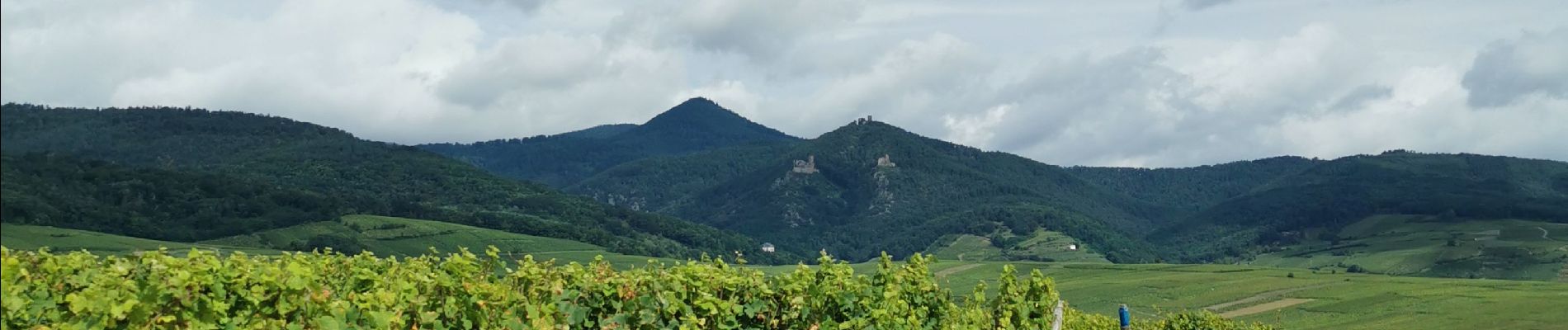 Percorso Marcia Mittelwihr - entre vignobles et forêts : boucle Mittelwihr- Bebleheim- Zellenberg - Hunawihr - Riquewihr- Mittelwihr  - Photo