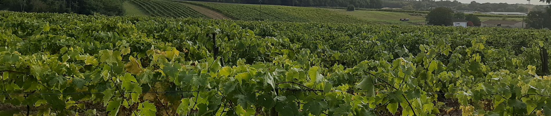 Randonnée Marche Pons - Pons et les seugnes - Photo