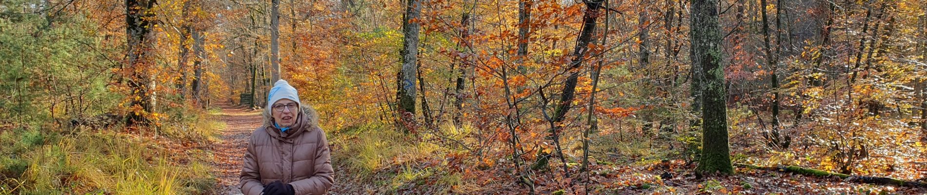 Tocht Stappen Fontainebleau - aaaa - Photo