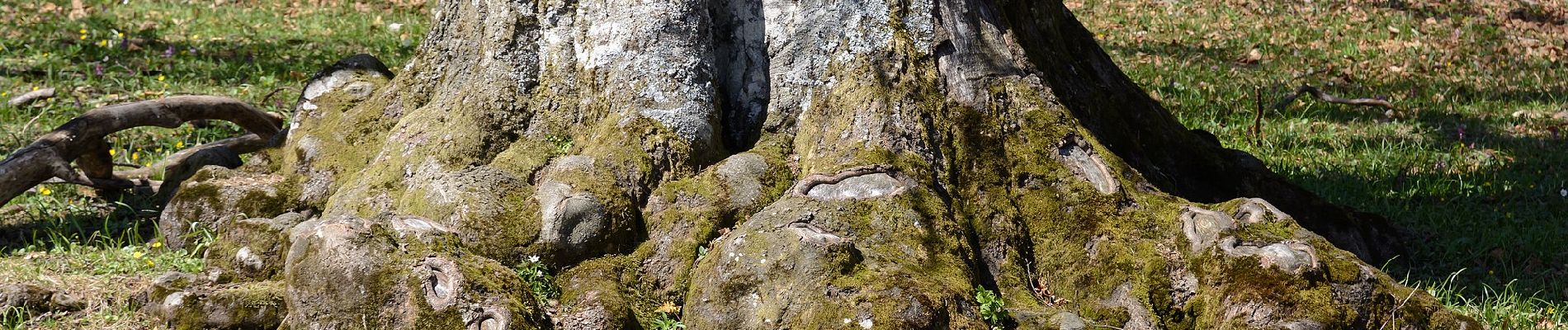 Percorso A piedi Gemeinde St. Veit an der Gölsen - St. Veit a.d. Gölsen - Ebenwald - Kleinzeller Hinteralm - Photo