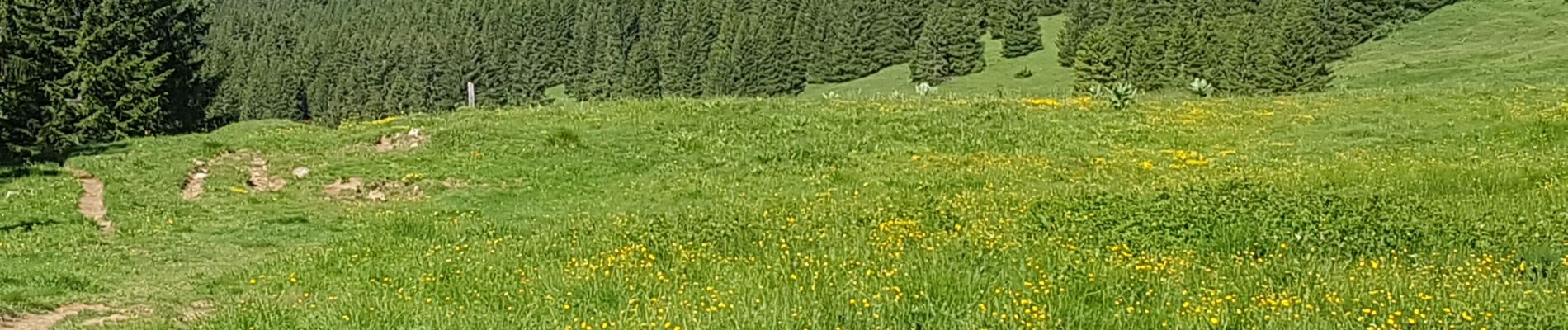 Tour Wandern Fillière - ronceveau au col du freu 24 juin 19 - Photo