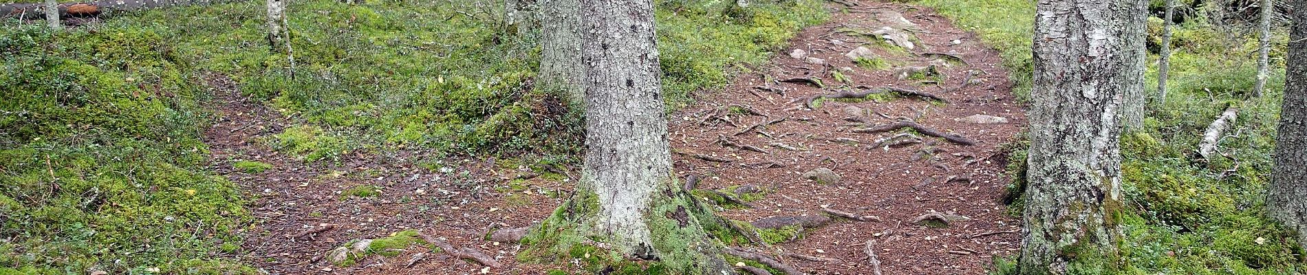 Tour Zu Fuß Saarijärvi - Mastomäen polku - Photo