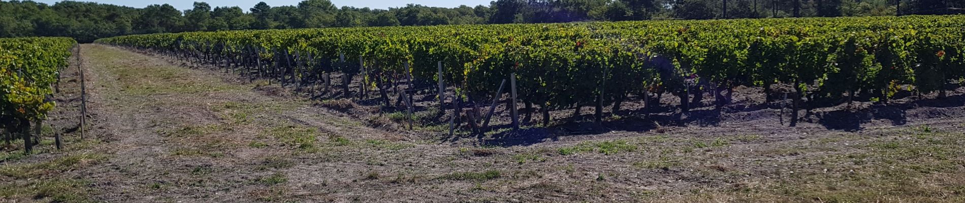 Trail Walking Saint-Laurent-Médoc - autour de Pauillac  - Photo