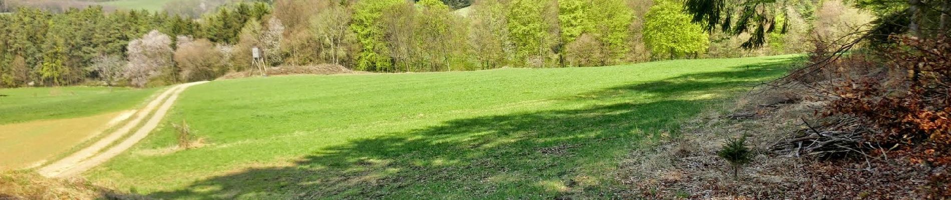 Tour Zu Fuß Pegnitz - Rundweg Hollenberg 4 grün - Photo