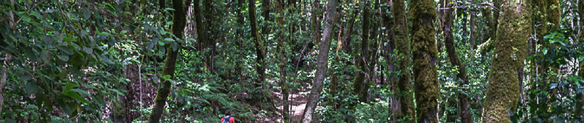 Excursión Senderismo Hermigua - El Cedro dans le parc national de La Gomera - Photo