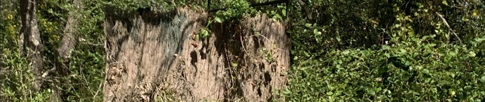 Excursión Senderismo Pourcieux - Croix de pourcieux - Photo