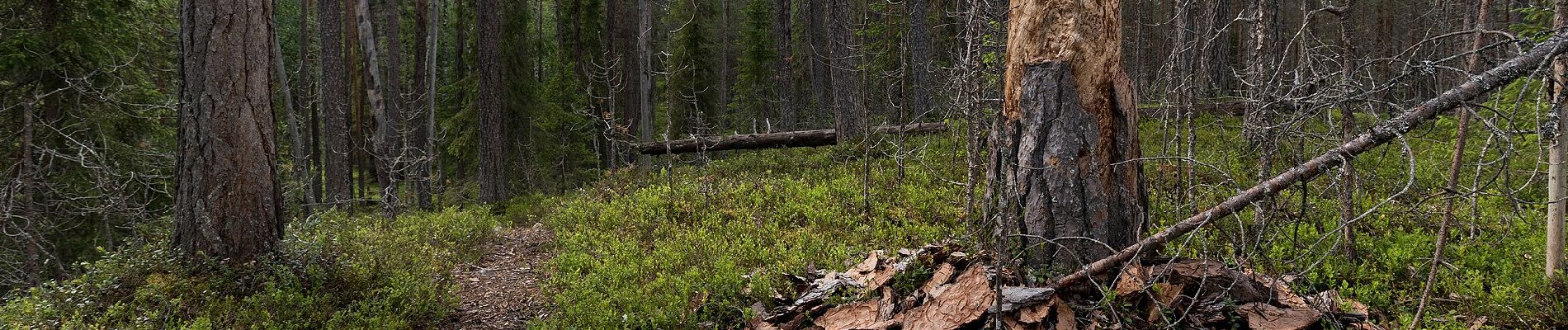 Trail On foot Salla - Kanjonin kurkkaus - Photo