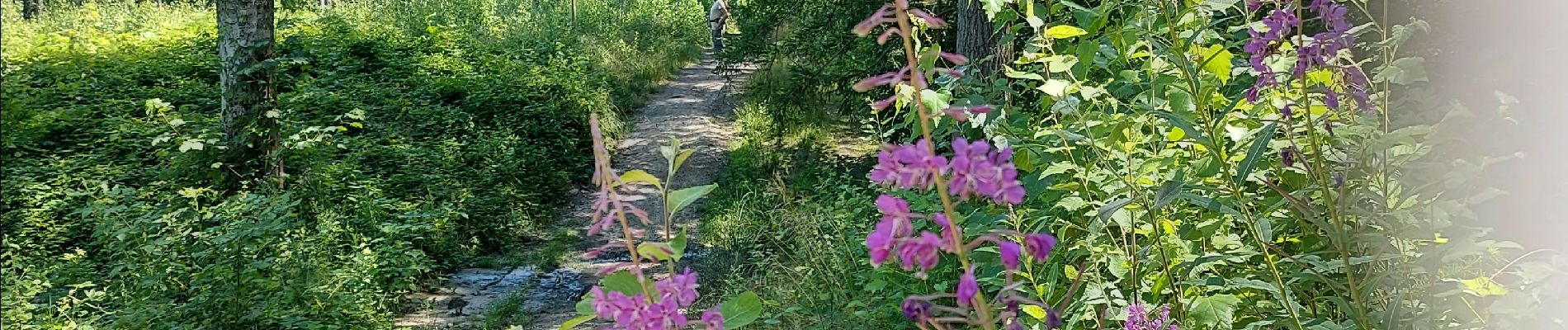 Randonnée Marche Fleurus - forêt des loisirs Fleurus - Photo