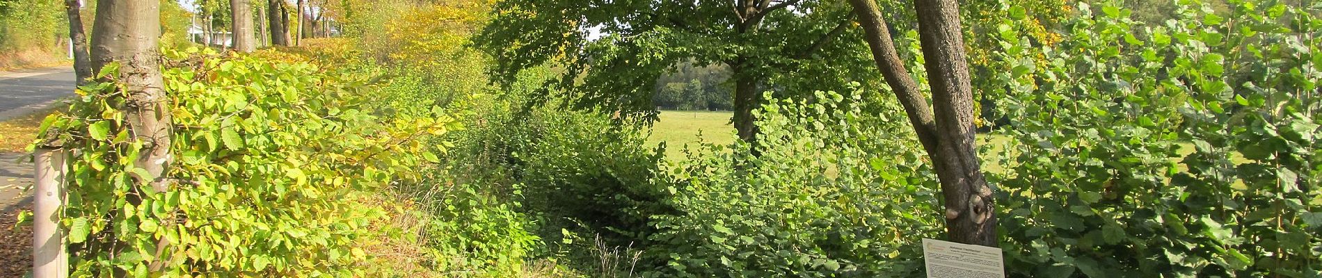 Randonnée A pied Nieheim - Rundwanderweg A2 [Himmighausen] - Photo