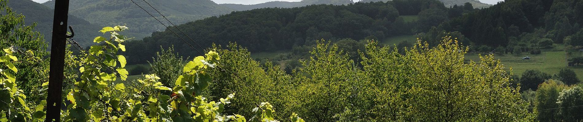 Randonnée A pied Annweiler am Trifels - Pfälzerwald Weißer Punkt (Gräfenhausen-Rinnthal) - Photo