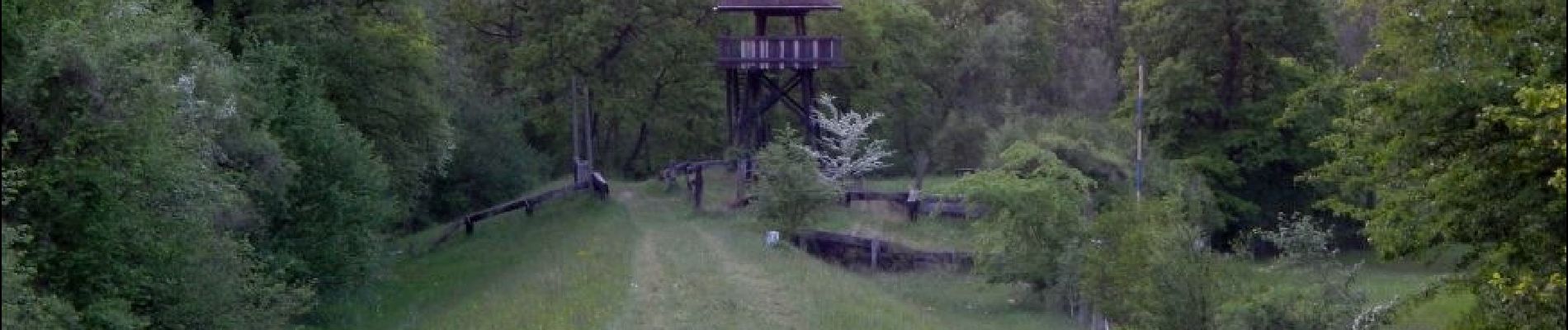 Tour Zu Fuß Meißenheim - Waldlehrpfad - Photo