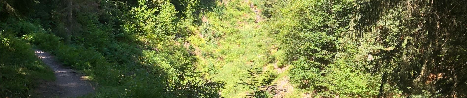 Tocht Stappen Storckensohn - Storckensohn-Gazon Vert vers l'étang - Photo