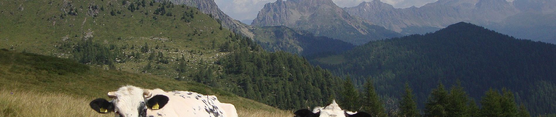 Percorso A piedi Ziano di Fiemme - Sentiero del Casarin - Photo