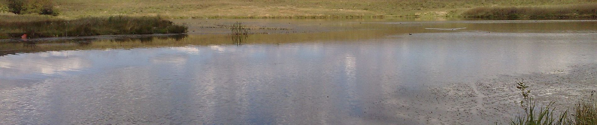 Randonnée A pied Sfântu Gheorghe - Sfântu Gheorghe - Pădurea Rotundă - TA - Photo