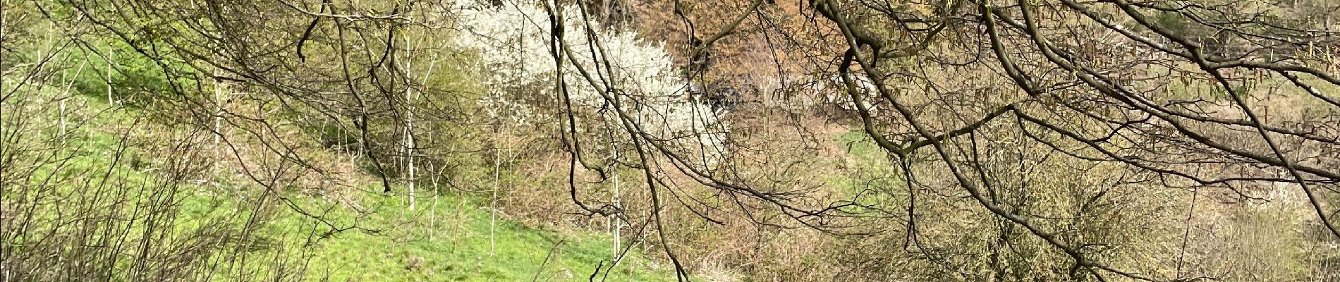 Tocht Stappen Olne - Drève pastoureau ch des Meuniers - Photo