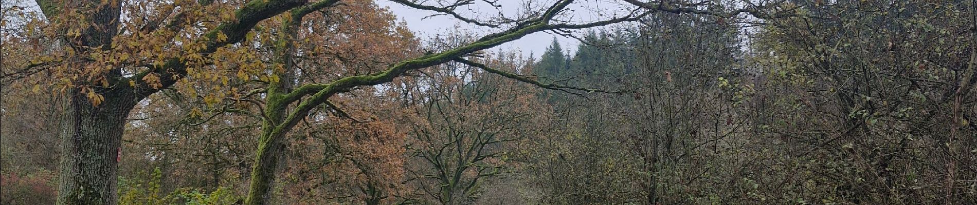 Randonnée Marche Somme-Leuze - Baillonville-Waillet-Les Vennes - Photo