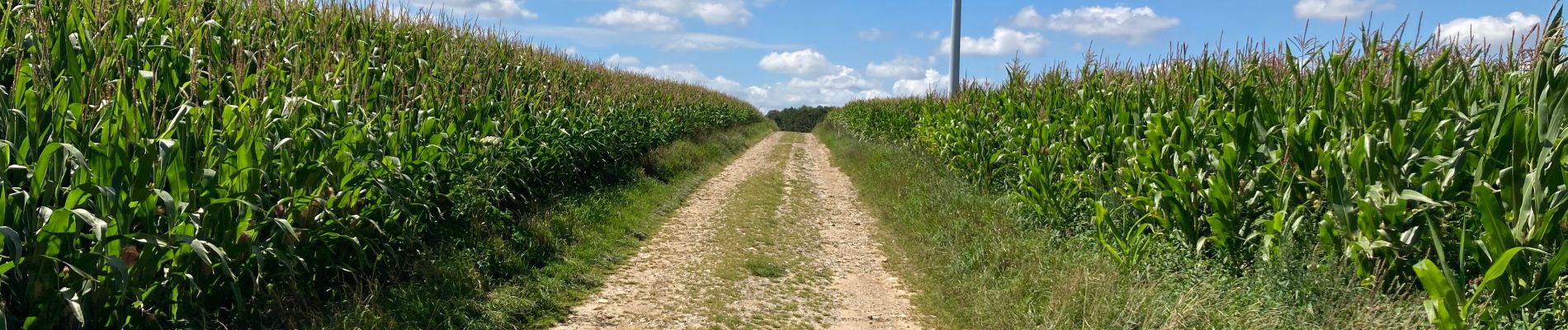 Tocht Stappen Coupelle-Vieille - Coupelle Vieille - Photo