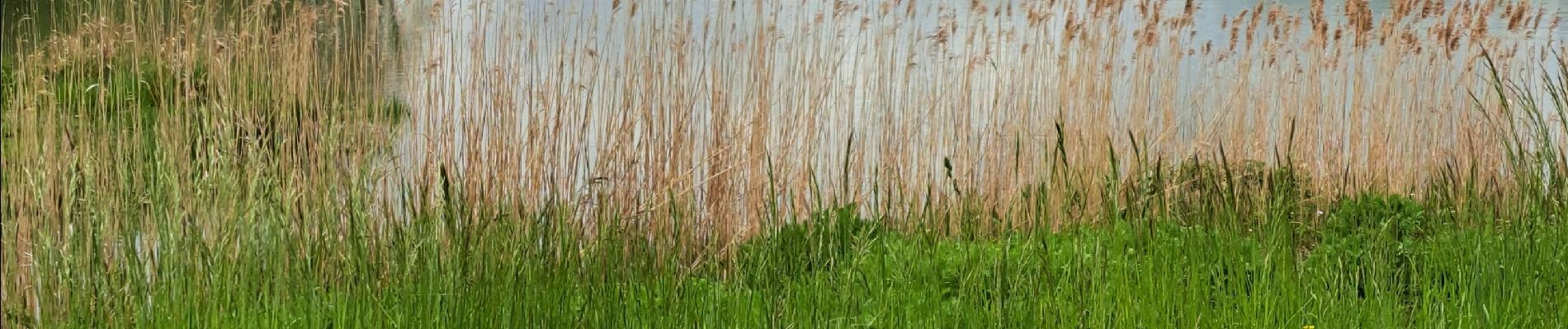 Excursión Senderismo Le Perray-en-Yvelines - Derrière AUCHAN - Photo