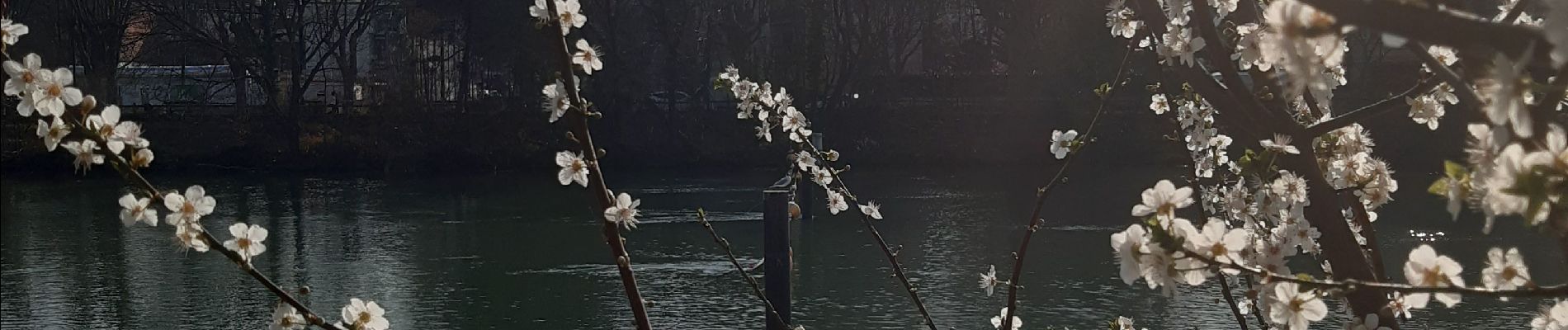 Randonnée Marche Saint-Maur-des-Fossés - de saint maur des fossés  au lac Daumesnil  - Photo