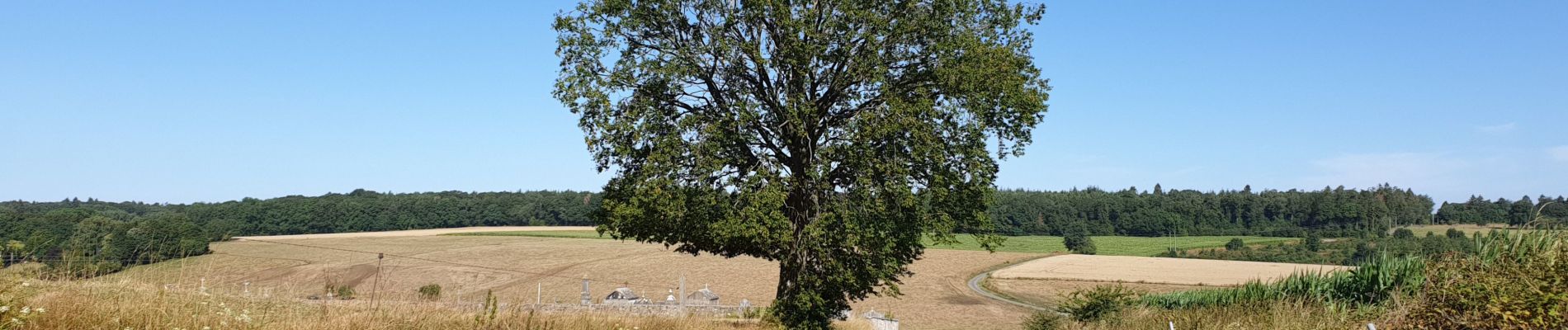 Tocht Stappen Havelange - De Havelange à Saint Fontaine par le village de Ossogne - Photo