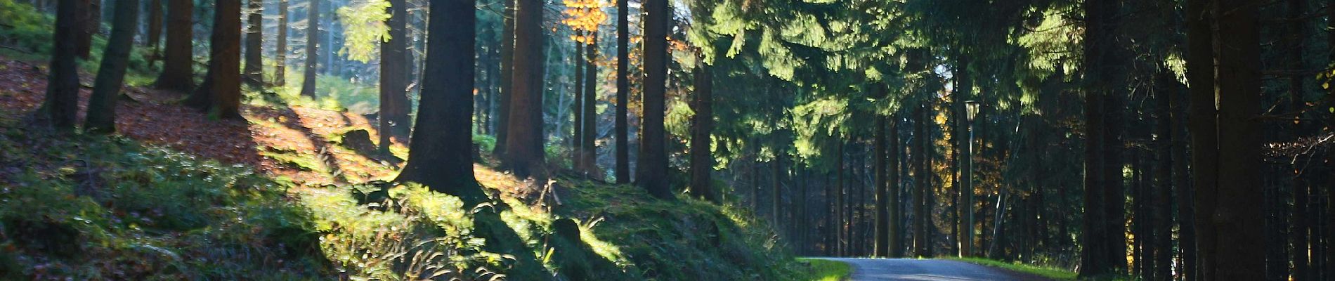 Randonnée A pied Südharz - Wanderweg 