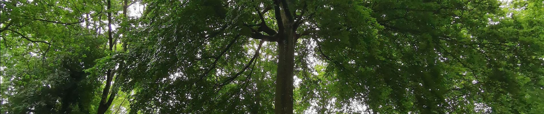 Tour Wandern Muchedent - les essarts forêt d'eawy muchedent  - Photo