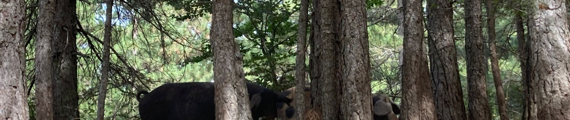 Tour Wandern San-Gavino-di-Fiumorbo - Mar A Mar étape deux - Photo