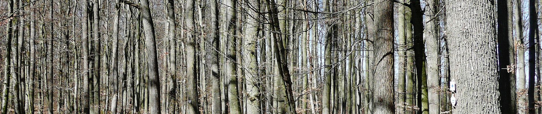 Tour Zu Fuß Vaihingen an der Enz - Blauer Punkt, Horrheim - Fleckenwald - Photo