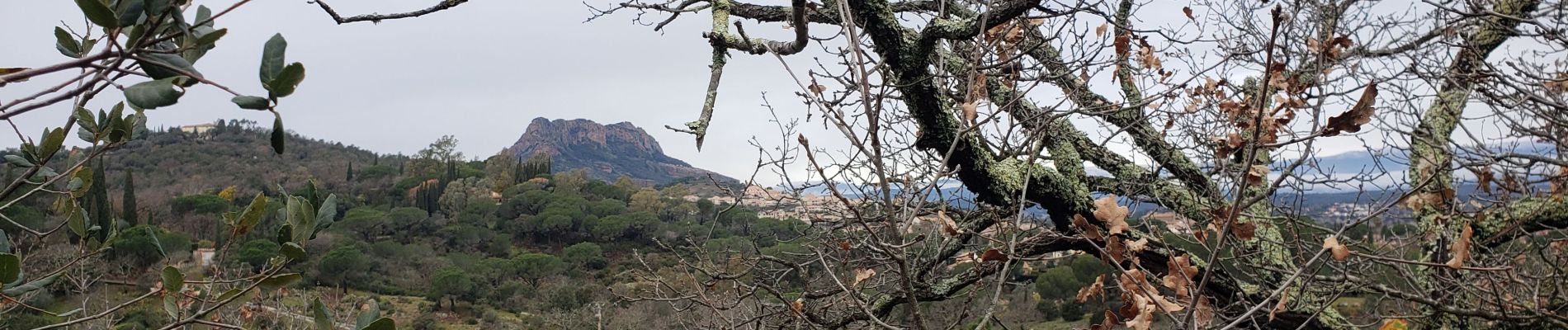 Tour Wandern Roquebrune-sur-Argens - La haute Cavalière - Photo