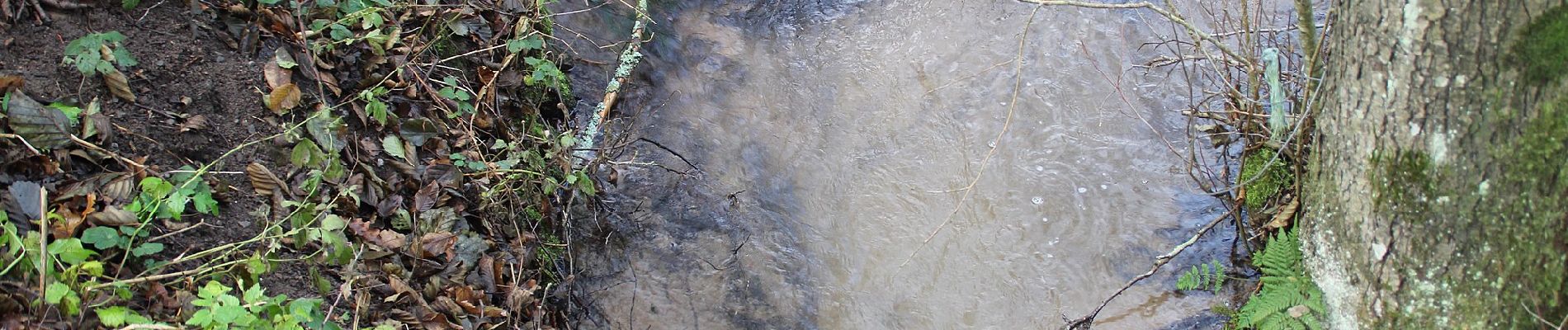 Randonnée A pied Laudenbach - Rundwanderweg Tal Laudenbach 4: Laudenbachl-Weg - Photo