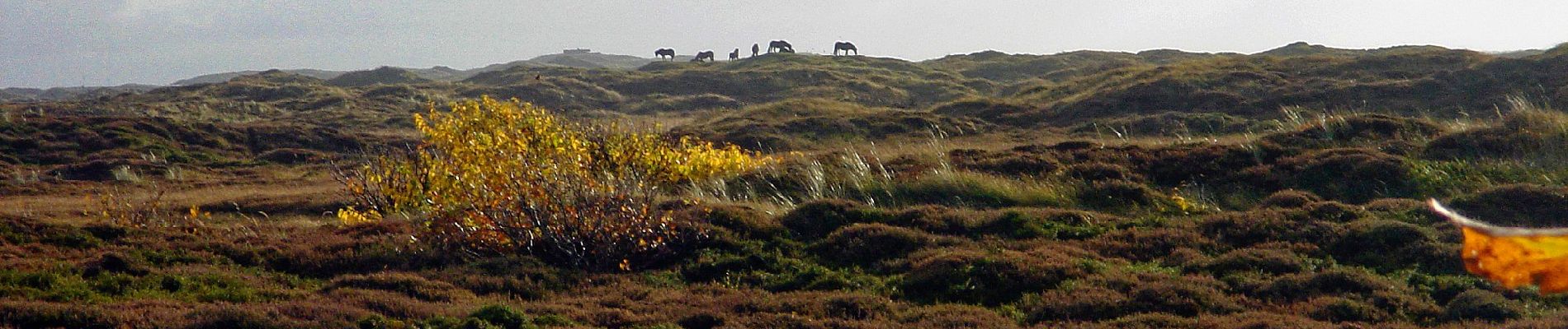 Percorso A piedi Texel - De Bollekamer - Photo