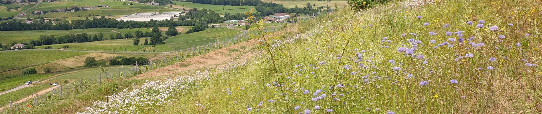 Percorso Marcia Saint-Lager - MT Brouilly .St Lager - Photo