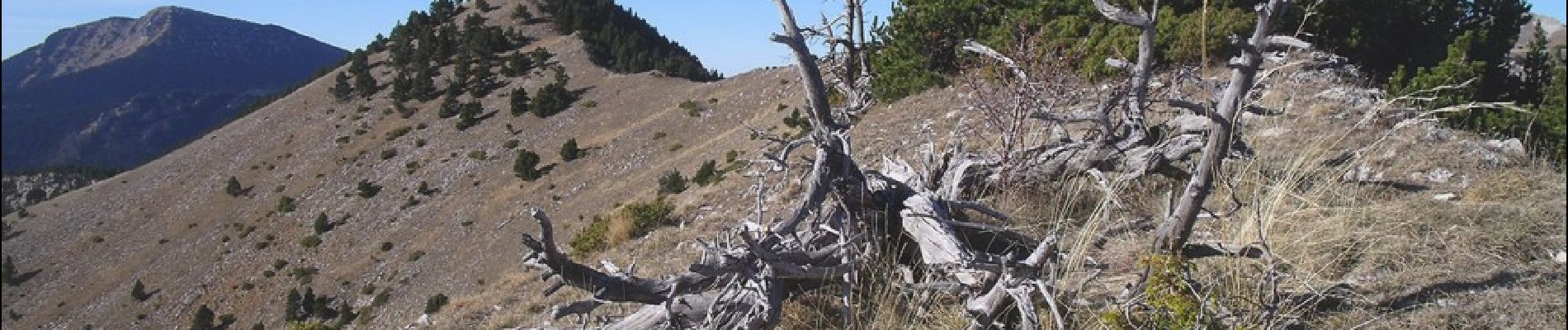 Percorso Corsa a piedi Le Dévoluy - Trail 03 - Autour de la tête du Pin - Photo