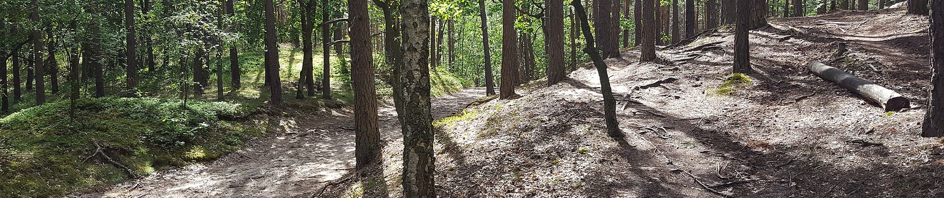 Tour Zu Fuß Palmiry - Ścieżka Dydaktyczna Wokół Długiego Bagna - Photo