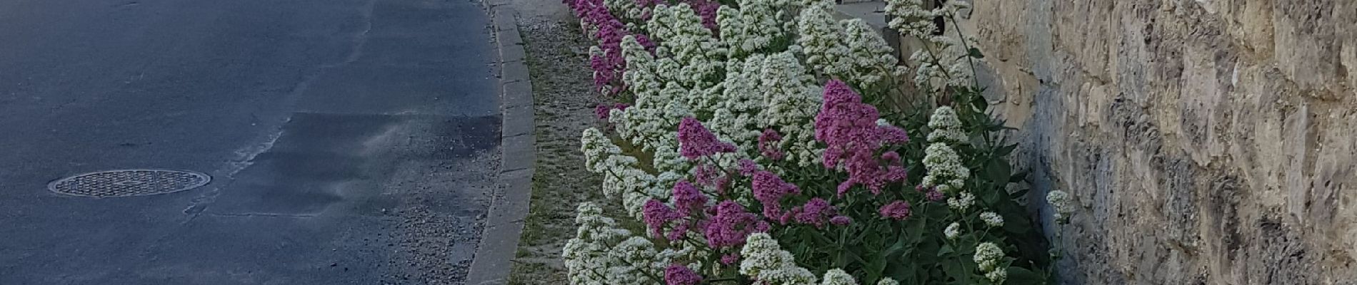 Tocht Stappen Auvers-sur-Oise - Auvers  Herouville - Photo