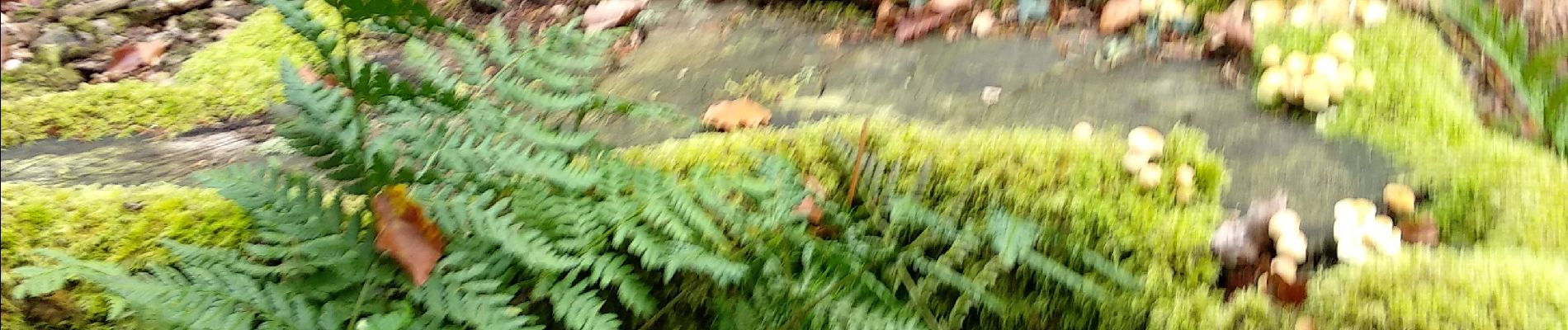 Tour Wandern Le Bouillon - Forêt d'Écouves 121019 - Photo