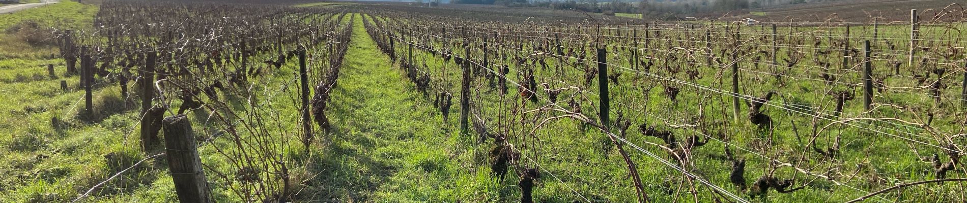 Percorso Marcia Thésée - Autour des vignes - Photo