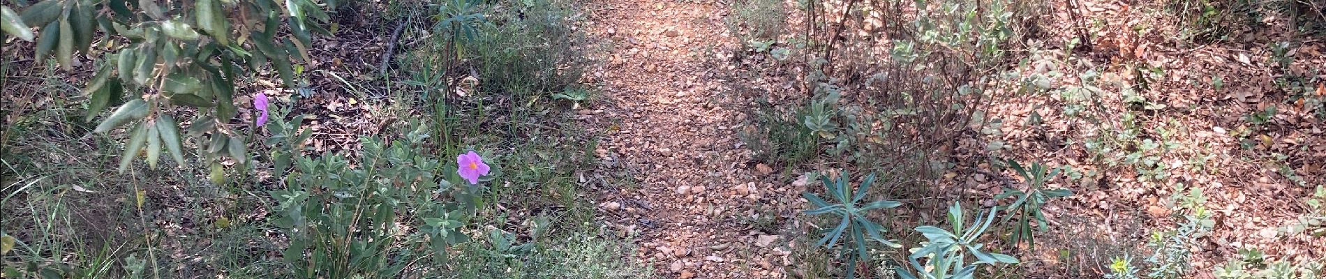 Tocht Noords wandelen Montarnaud - Montée Boissière  - Photo