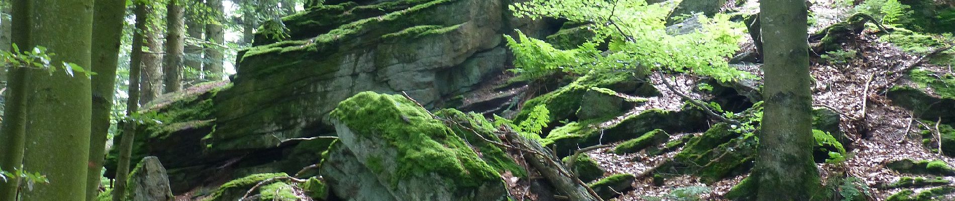 Randonnée A pied Deggendorf - Deggendorfer Zielwanderweg Nr. 4 - Photo