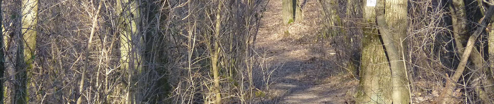 Percorso A piedi Sconosciuto - K+ (Remete-hegyi-tisztás - Pesthidegkút - Erdőalja út, aut. vá.) - Photo