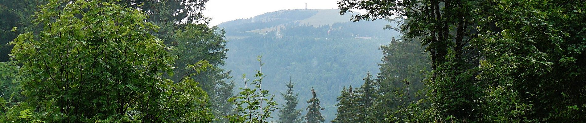 Tocht Te voet Feldberg - Altglashütten - Feldberg-Caritashaus - Photo