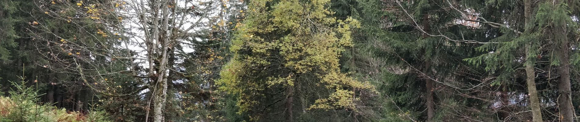 Percorso Marcia Arâches-la-Frasse - Les Carroz, Mont Favy, pierre à Laya, Araches, remontée par les Nantes praz rôti, retour par les grangettes - Photo