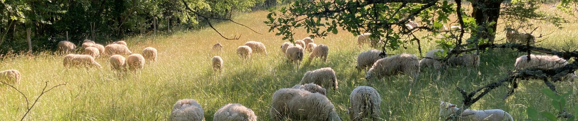 Randonnée Marche Saint-Géry-Vers - Nouaillac les bois noirs  - Photo