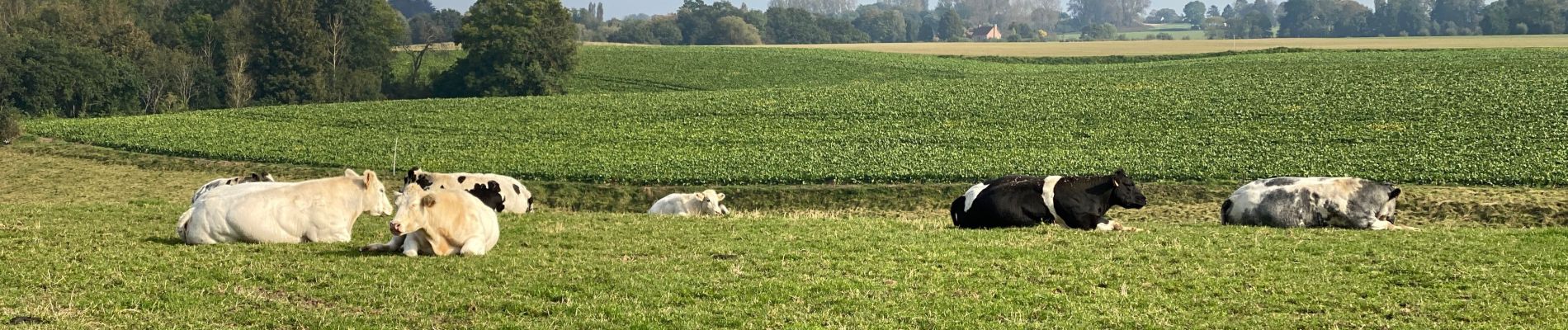 Randonnée Marche Chaumont-Gistoux - Gistoux - Longueville - Chaumont - Photo